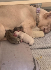 Male and female French bulldog puppies.