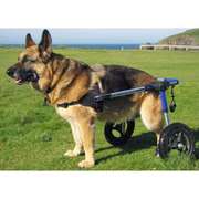 Wheels4dogs Dog Wheelchairs UK For Disabled Pets