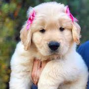 Golden Retriever puppies for sale 