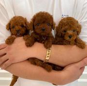 adorable Poodle puppies for sale 