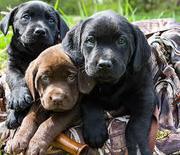 Labrador Retriever puppies for sale 