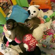 HOME TRAINED BABY CAPUCHIN MONKEYS FOR SALE