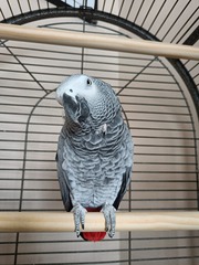 Clinker my African grey parrot for sale