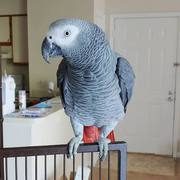 African Grey Parrots Available for Loving Homes!