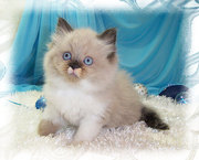 ukc Bicolor Himalayan Kittens for adoption