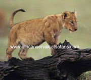 African Servalcat Safaris Tours Kenya Tanzania