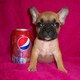 two French Bulldog puppies for adoption