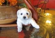 HEARLTY BABY BICHON FRISE PUPPY FOR SALE