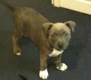 2 stunning blue & 1 silky black cross breed staff puppies for sale